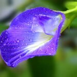 Aparajita Plant Vastu Tips