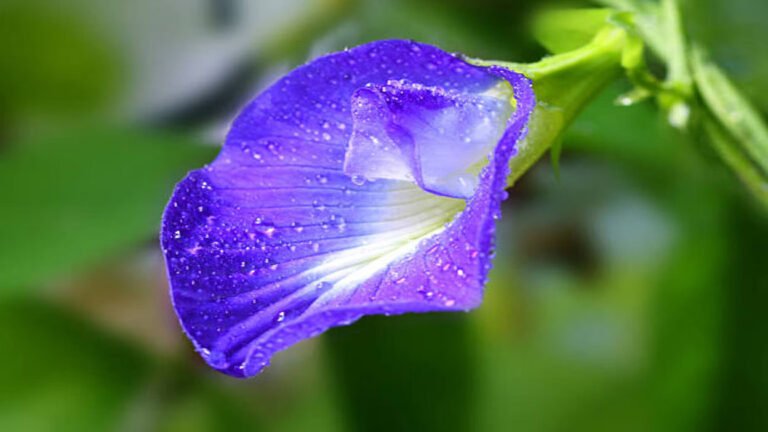 Aparajita Plant Vastu Tips