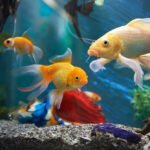 Feed the Fish