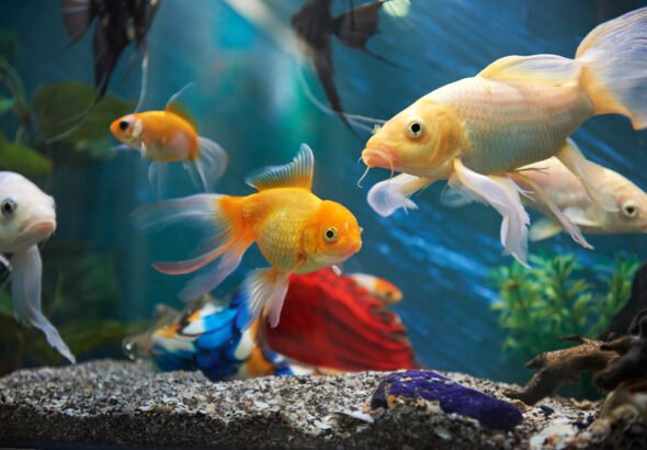 Feed the Fish