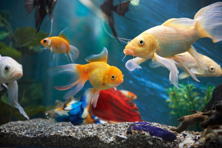 Feed the Fish