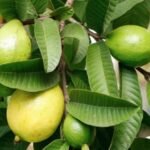 Guava Leaves Benefits