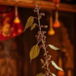 Tulsi-Upay